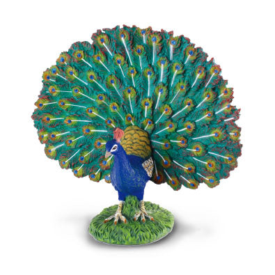 Peacock - Collecta