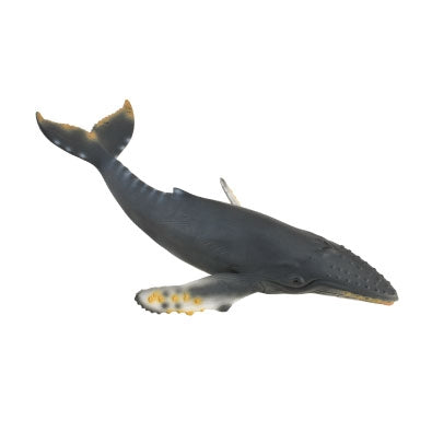 Humpback Whale - Collecta