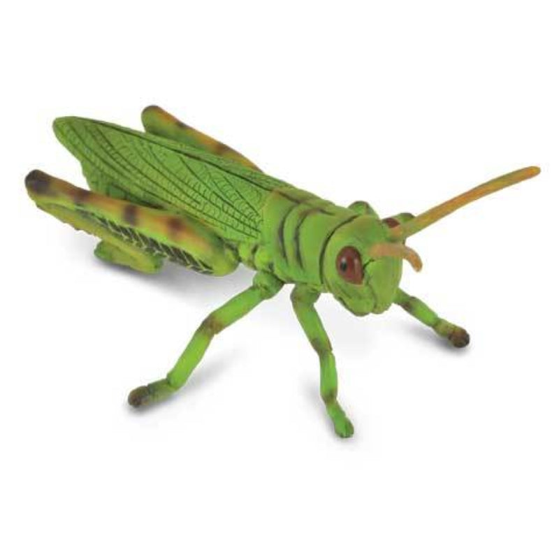 Grasshopper - Collecta
