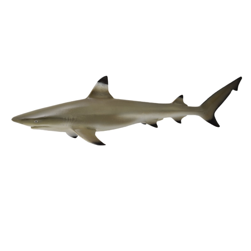 Blacktip Reef Shark - Collecta