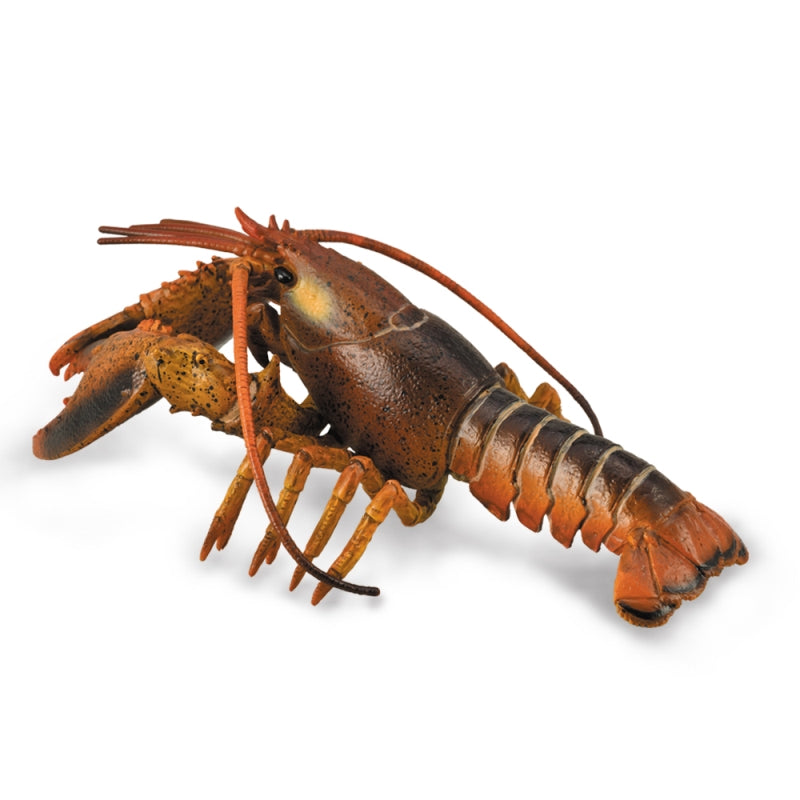 Lobster - Collecta