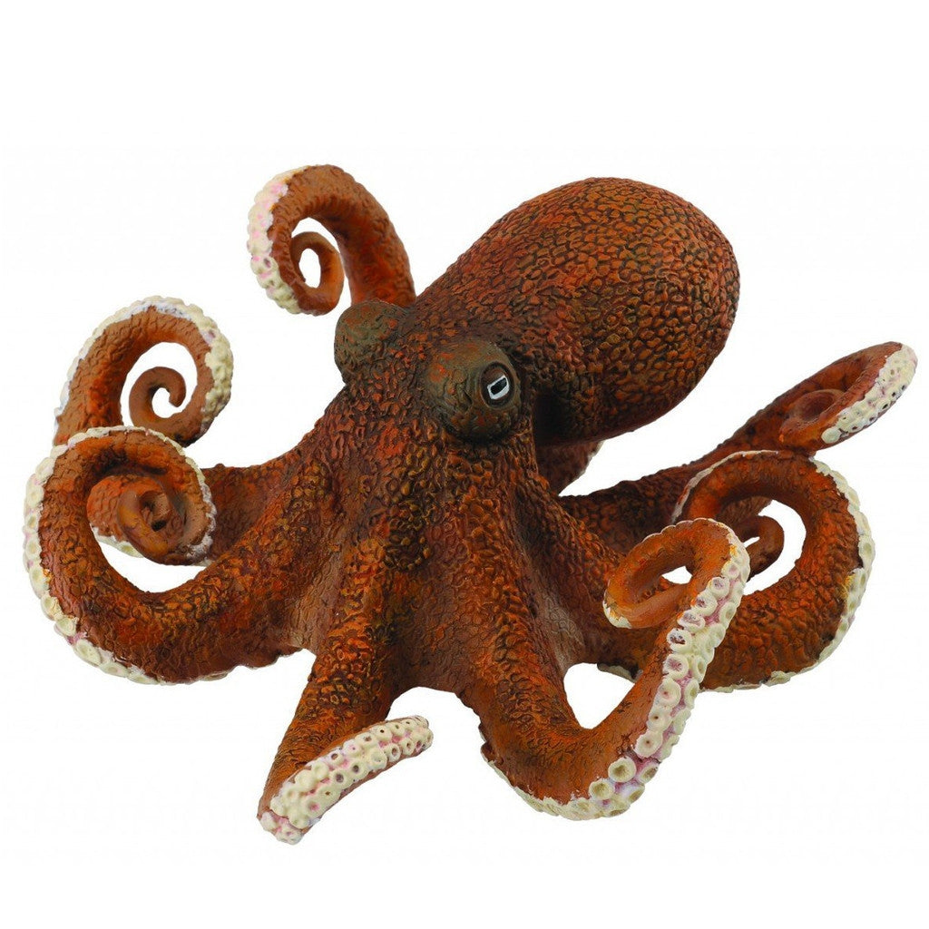 Octopus - Collecta