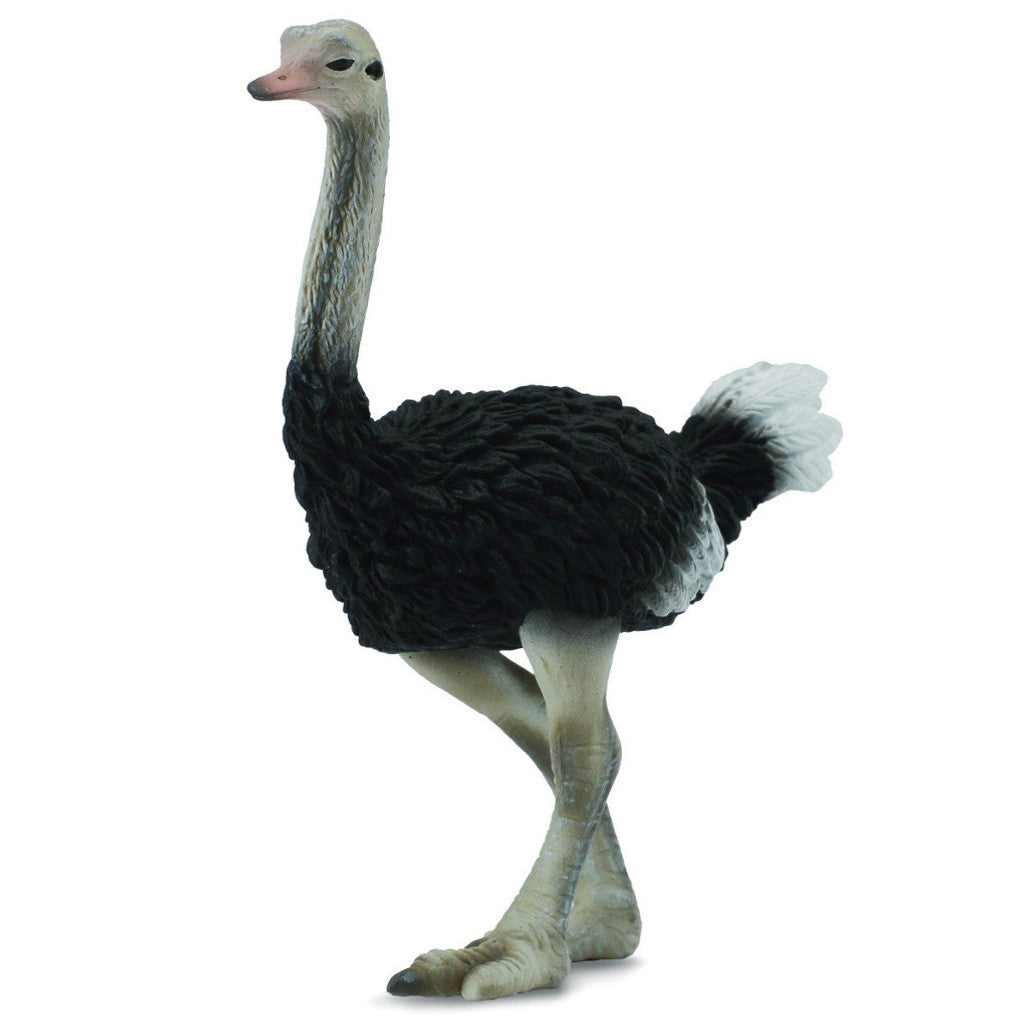 Ostrich- Collecta