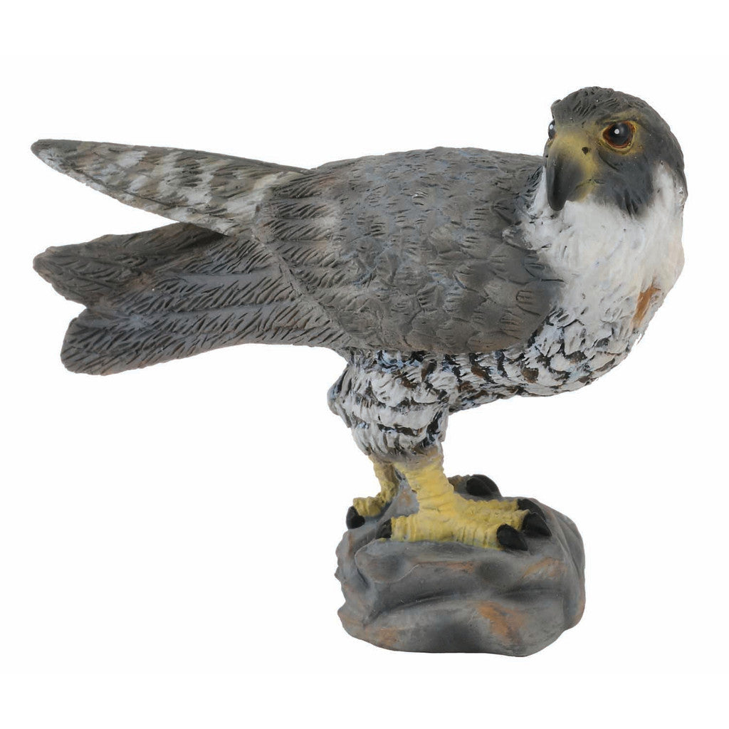Peregrine Falcon - Collecta