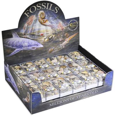 fossil box