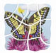 Life Cycle Butterfly Multilayer Puzzle - Beleduc