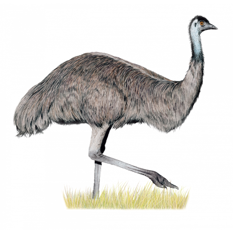 Wingspan Oceania Expansion