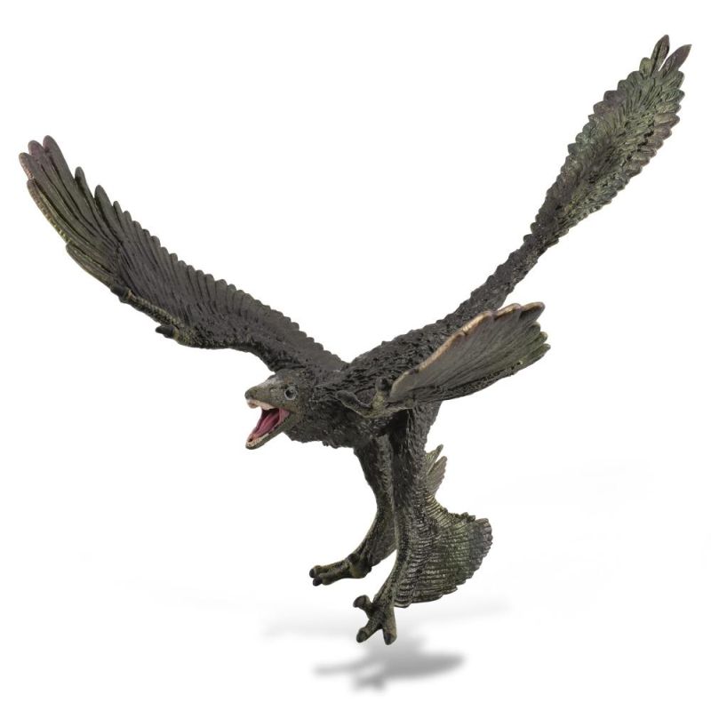 Microraptor - Collecta