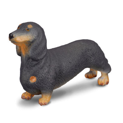 Dachshund - Collecta