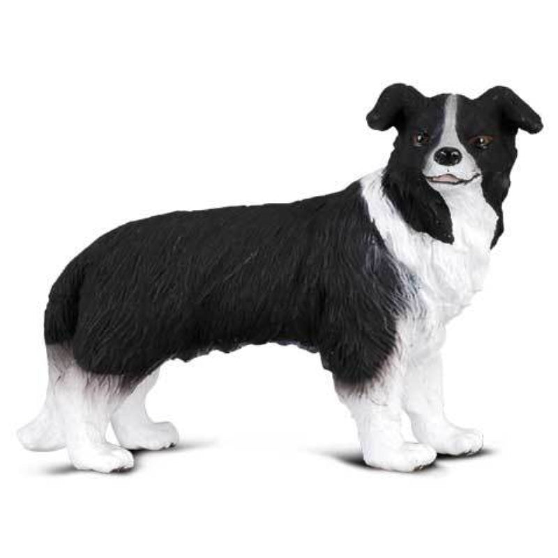 Border Collie - Collecta