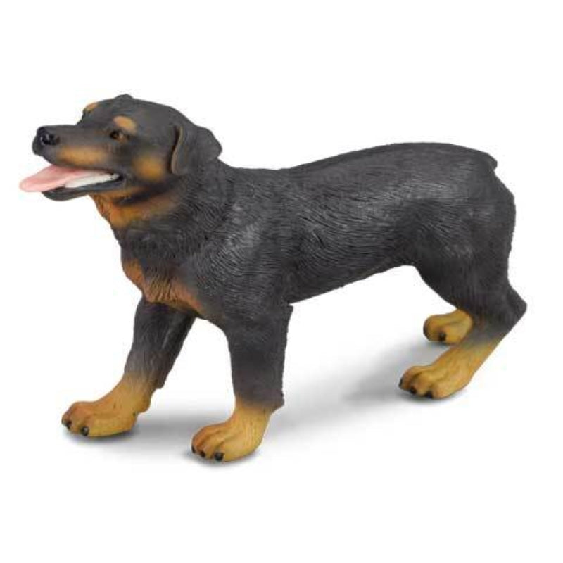 Rottweiler - Collecta