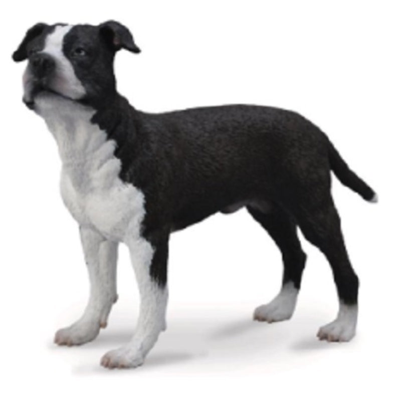 American Staffordshire Terrier - Collecta
