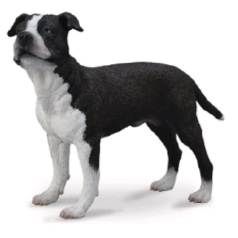 American Staffordshire Terrier - Collect
