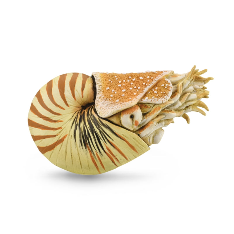 Nautilus Pompilius - Collecta