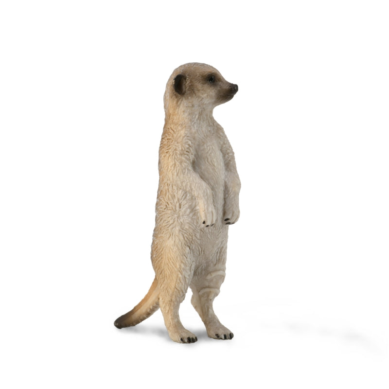 Meerkat - Collecta