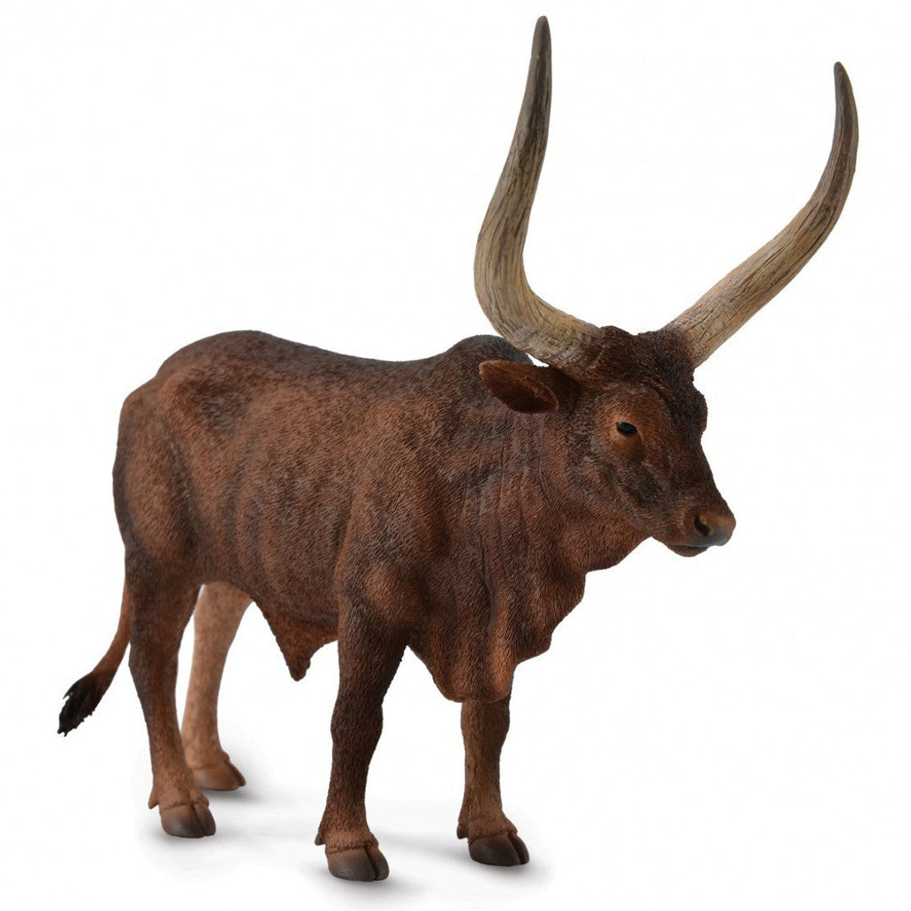 Ankole-Watusi Bull - Collecta