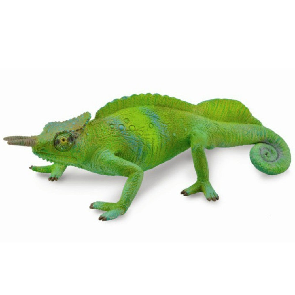 Chameleon Sailfin Cameroon - Collecta