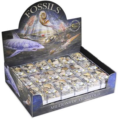 fossil box variety